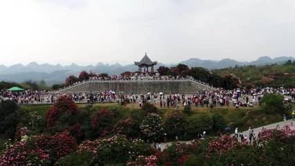 關于百里杜鵑景區游客接待量已達飽和的緊急通知與游覽管理措施